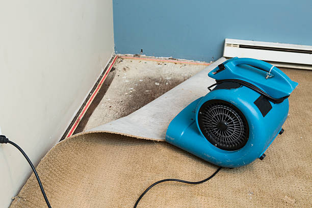 Best Professional water damage repair  in Plainville, KS